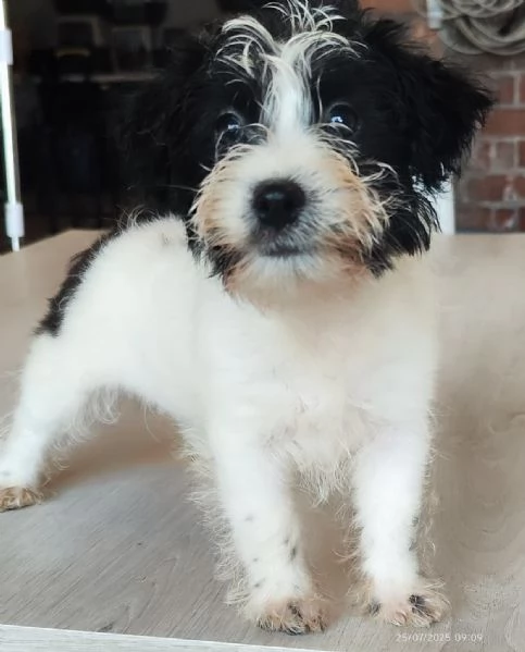 Jack Russell  | Foto 1