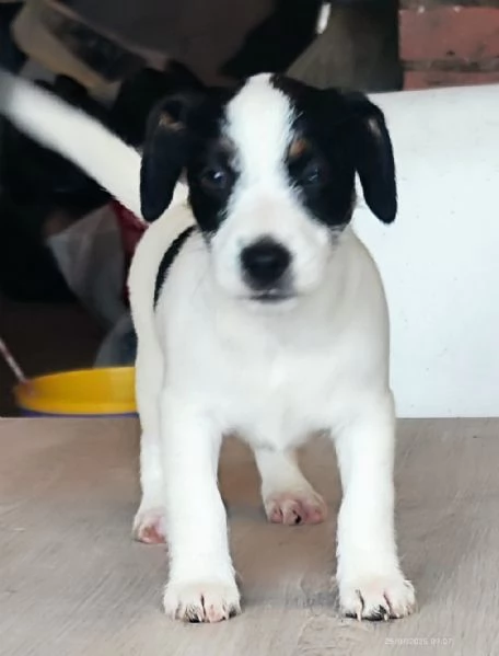 Jack Russell  | Foto 0