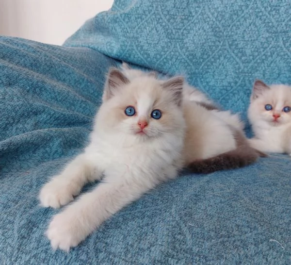 Gattini Ragdoll
