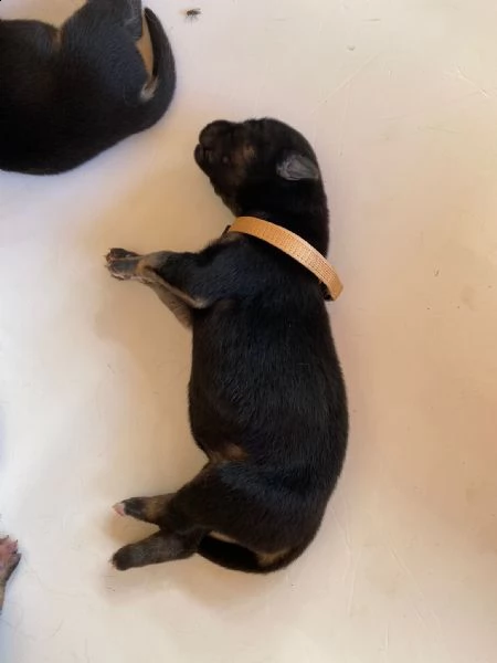 cuccioli di gerberian shepsky | Foto 2