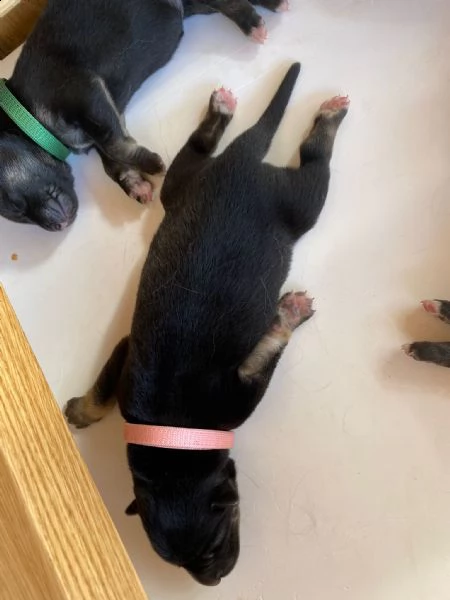 cuccioli di gerberian shepsky | Foto 1