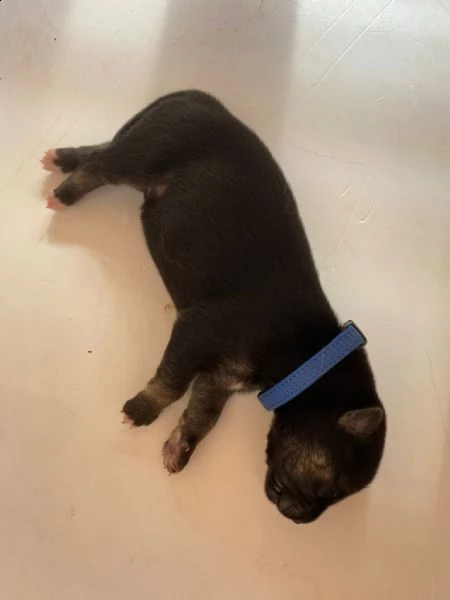 cuccioli di gerberian shepsky