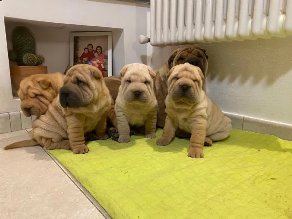 cuccioli sharpei alta genealogia | Foto 4