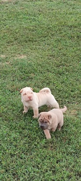 cuccioli sharpei alta genealogia | Foto 3