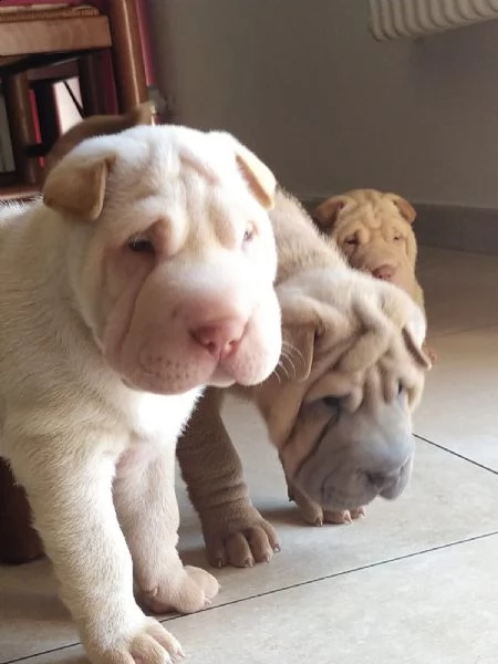 cuccioli sharpei alta genealogia | Foto 2