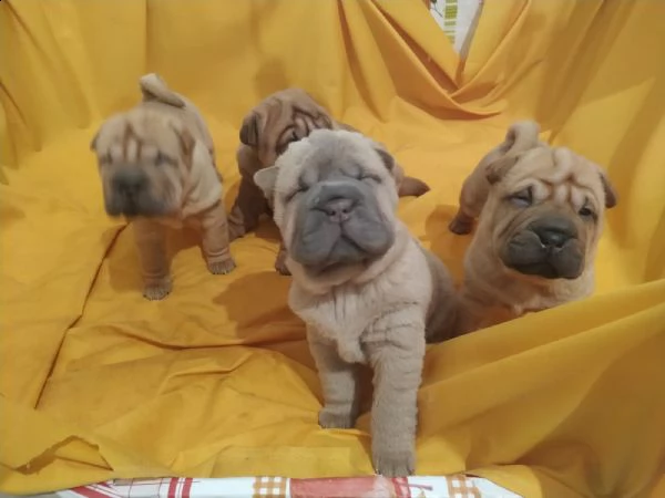 cuccioli sharpei alta genealogia | Foto 1