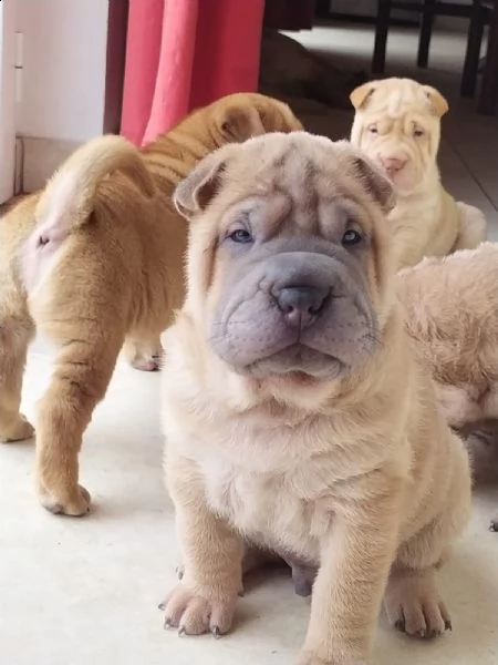 cuccioli sharpei alta genealogia | Foto 0