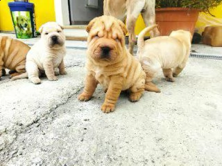 cuccioli sharpei alta genealogia