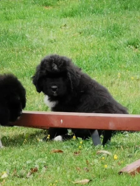 sorprendente cuccioli di terranova alta genealogia