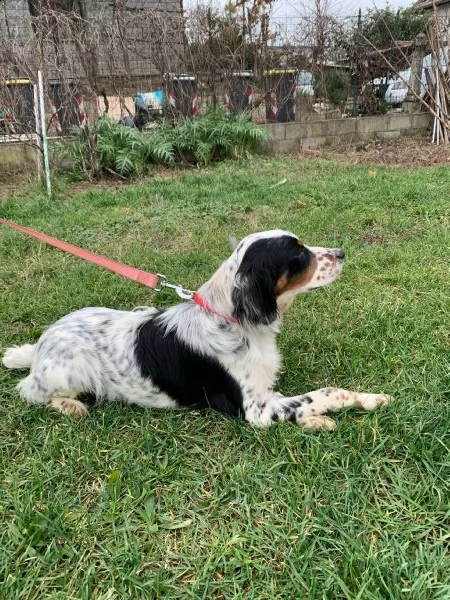 cucciolo maschio setter inglese 6 mesi con pedigree