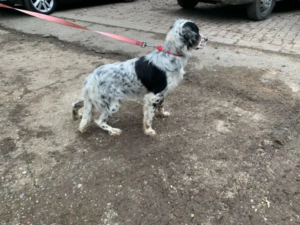 cucciolo maschio setter inglese 6 mesi con pedigree | Foto 0