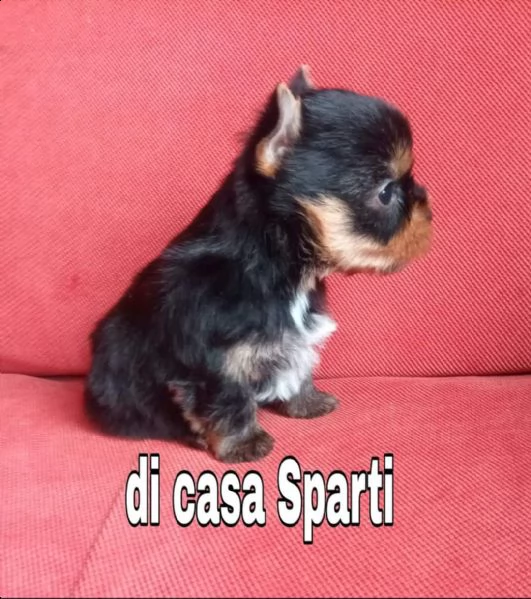 yorkshire terrier con pedigree enci 