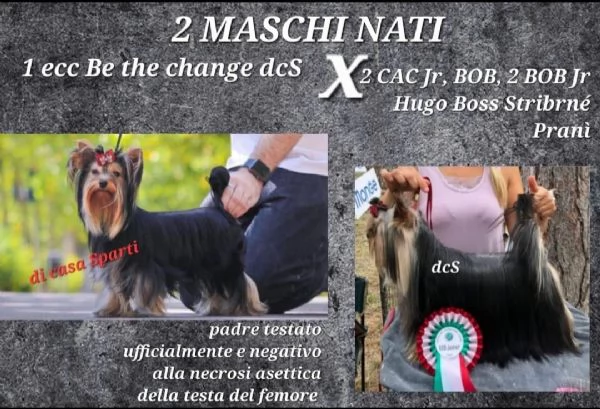 yorkshire terrier con pedigree enci  | Foto 0