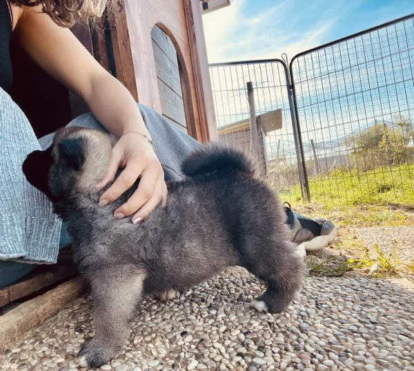 dewhill akita americano  | Foto 6