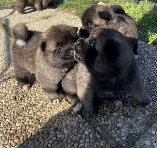 dewhill akita americano  | Foto 5