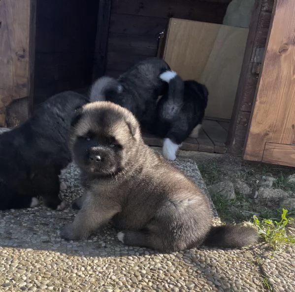 dewhill akita americano  | Foto 4