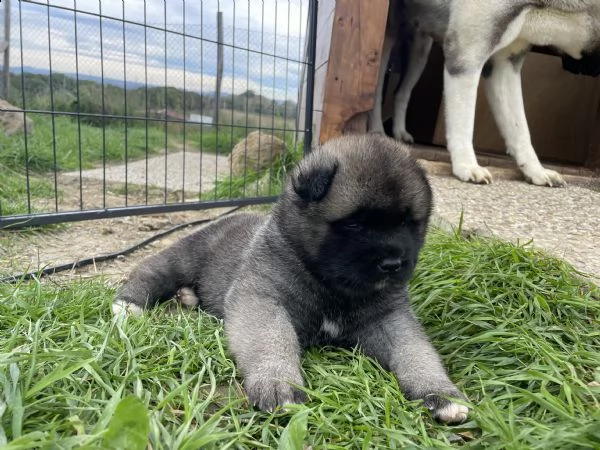dewhill akita americano  | Foto 3