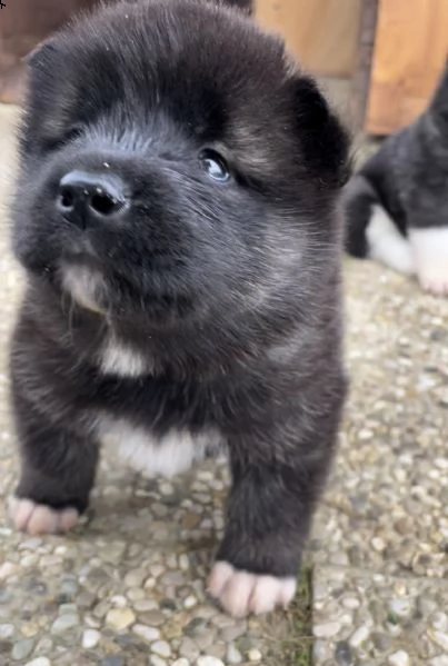 dewhill akita americano  | Foto 2