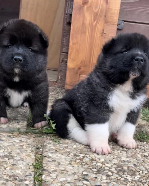 dewhill akita americano 