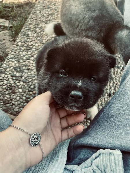 dewhill akita americano  | Foto 1