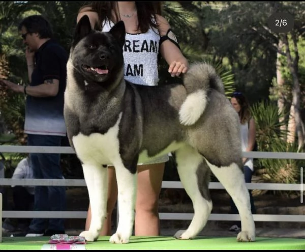 dewhill akita americano  | Foto 0