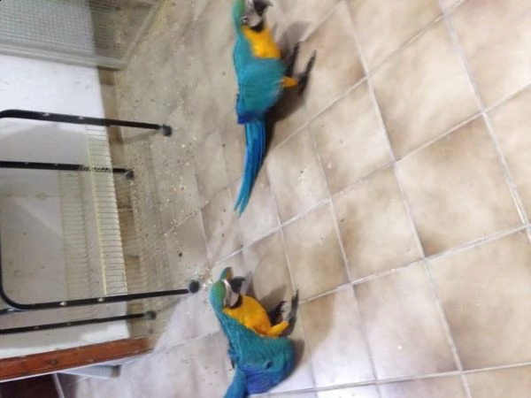 splendidi pappagalli ara blu e oro per ladozione