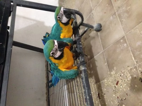 splendidi pappagalli ara blu e oro per ladozione | Foto 1