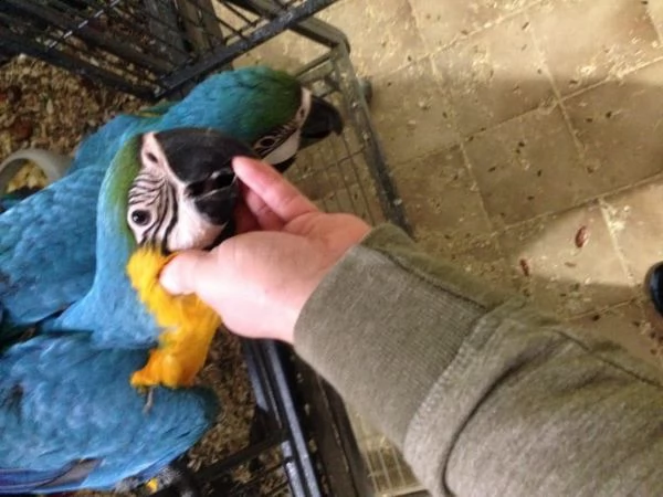 splendidi pappagalli ara blu e oro per ladozione | Foto 0