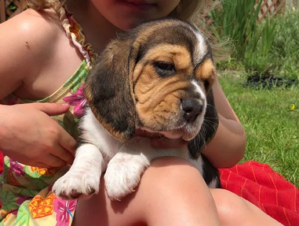 bellissimi cuccioli di beagle
