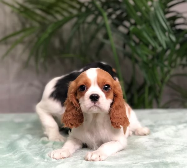 cavalier king | Foto 0