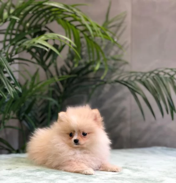pomerania
