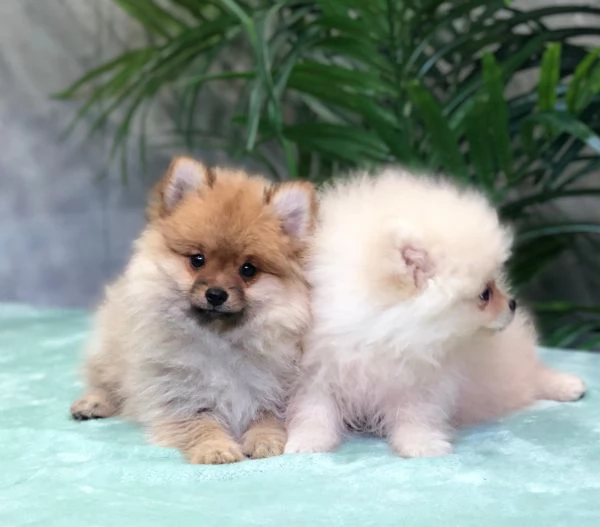 pomerania | Foto 0