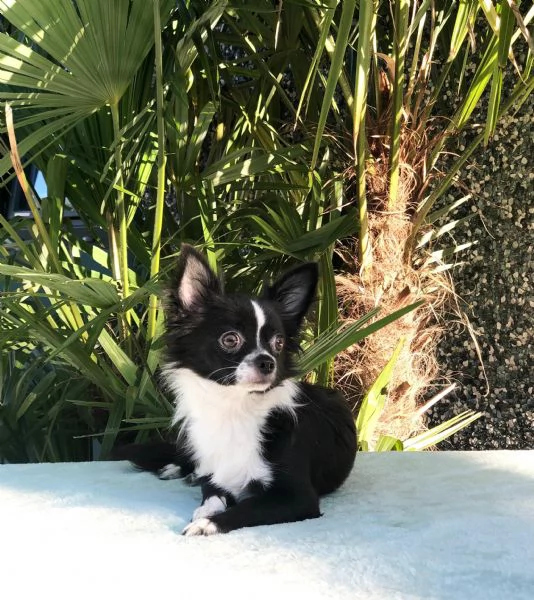 chihuahua | Foto 0