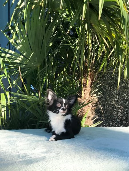 chihuahua