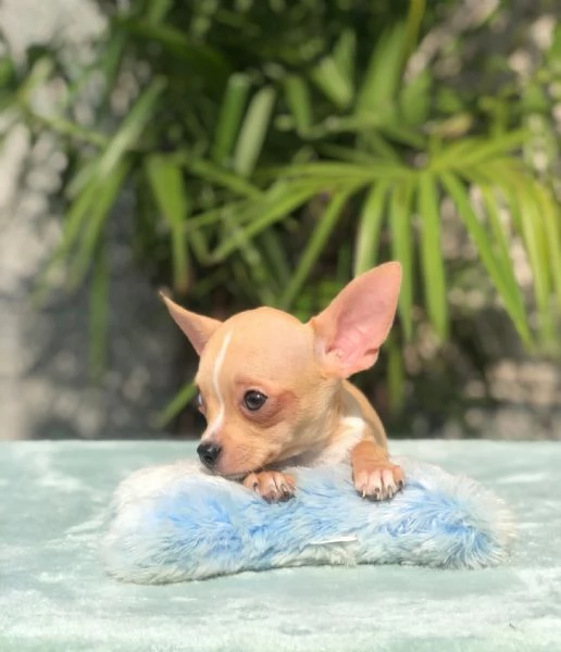 chihuahua