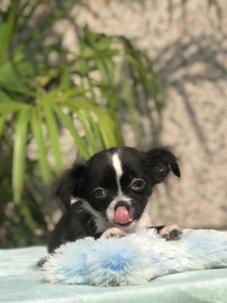 chihuahua | Foto 0