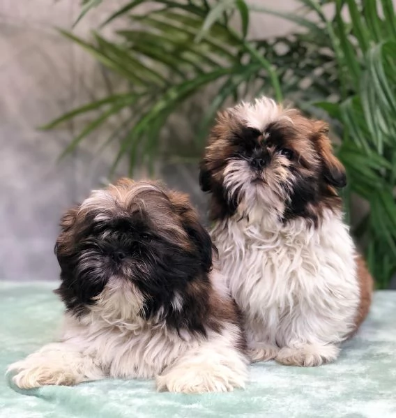 shih tzu