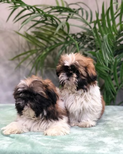 shih tzu | Foto 0