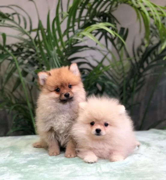 volpino pomerania