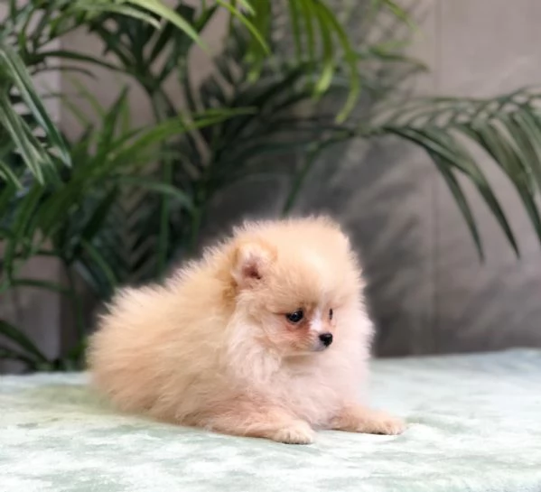volpino pomerania | Foto 0