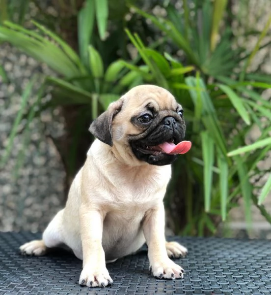 carlino