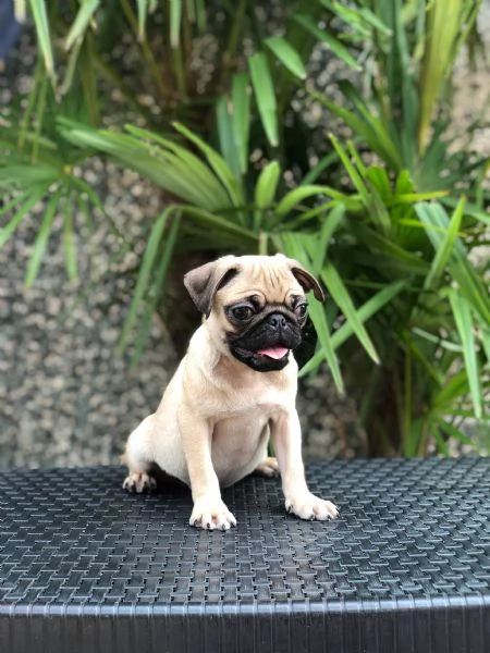 carlino | Foto 0