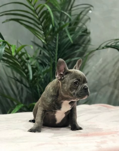 bouledogue francese | Foto 1