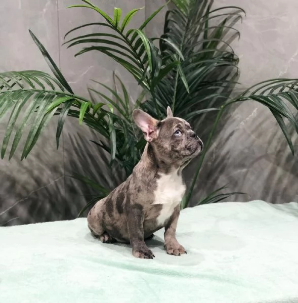 bouledogue francese