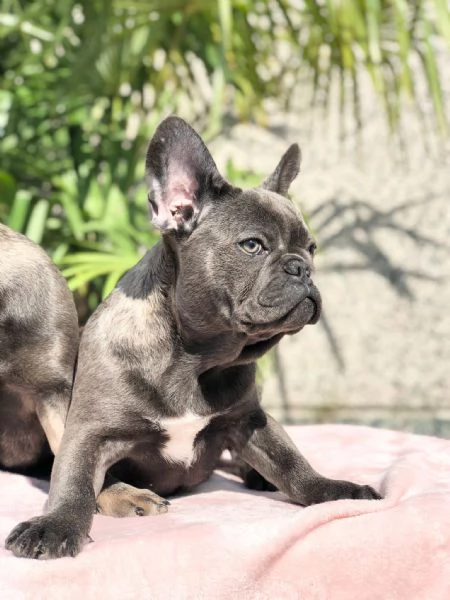 bouledogue francese | Foto 0