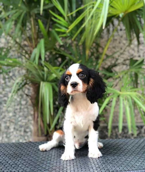 cavalier king | Foto 0