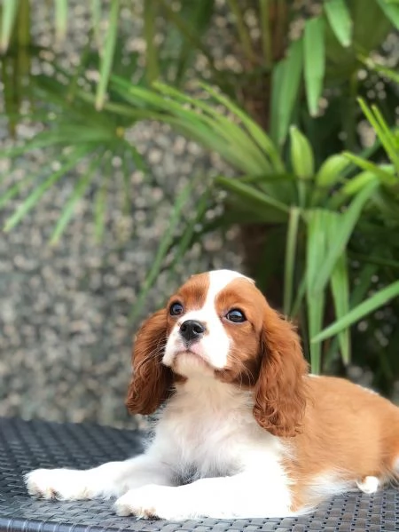 cavalier king