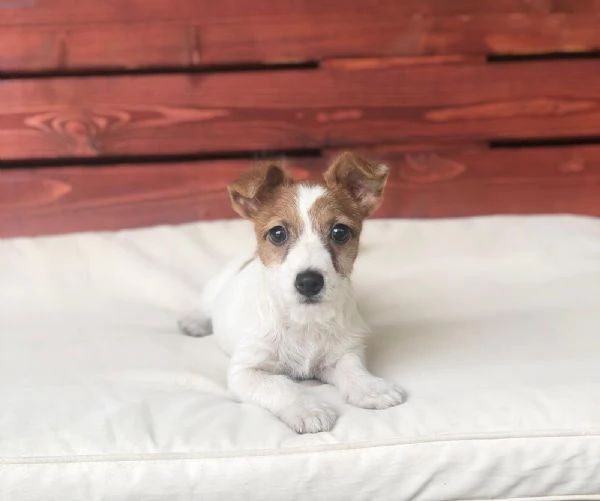 jack russel