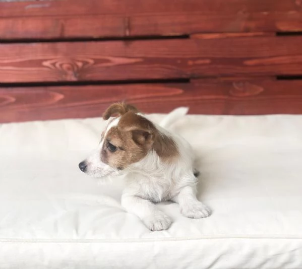 jack russel | Foto 0