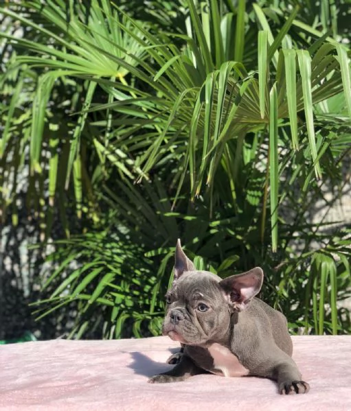 bouledogue francesi